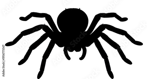 spider, arachnid, spiders, insect, bug, creepy, crawl, crawling, legs, eight, web, webbing, halloween, scary, fear, horror, dark, black, silhouette, silhouettes, shadow, shape, outline, icon, icons, s