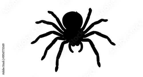 spider, arachnid, spiders, insect, bug, creepy, crawl, crawling, legs, eight, web, webbing, halloween, scary, fear, horror, dark, black, silhouette, silhouettes, shadow, shape, outline, icon, icons, s