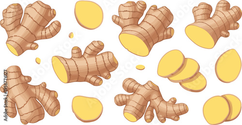Ginger Root Vector Illustration Set with Whole and Sliced Pieces for Cooking, Herbal Medicine, Organic Food, and Spice Ingredient Design