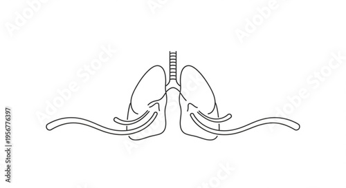 Human lungs and bronchial tubes in detailed anatomical illustration for medical education and healthcare concepts
