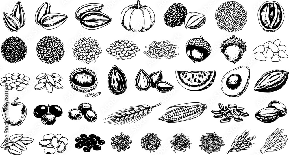 Fototapeta premium Hand-Drawn Vector Collection of Healthy Organic Food Ingredients: Seeds, Nuts, Grains, Fruits Vegetables in Detailed Sketch Style for Vegan Farm Market Designs.