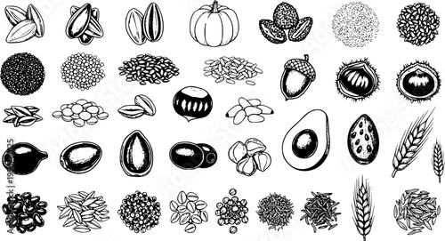 Hand-drawn Vector Collection: Seeds, Nuts, Grains, Legumes. Black  white sketch illustrations of various healthy food ingredients like pumpkin, sunflower, almond, coffee, rice, wheat, beans.