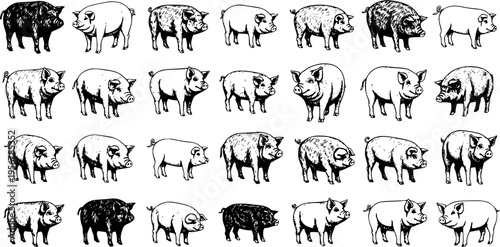 Seamless Pig Pattern Vector Illustration: Diverse Swine Breeds and Styles in Black and White Outline for Farm Animal and Agriculture Themes