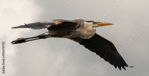 Fotografija Great blue heron in flight with wings extended against neutral sky