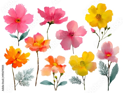 Delicate watercolor cosmos flowers are depicted in varied colors on a white background, showcasing a vibrant floral arrangement with detail.