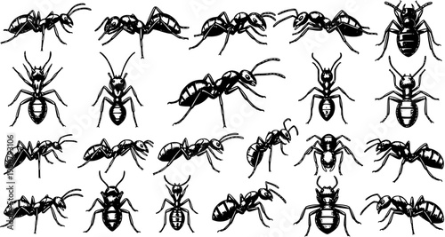 Ant Swarm: Black and White Vector Graphic of Ants in Various Poses