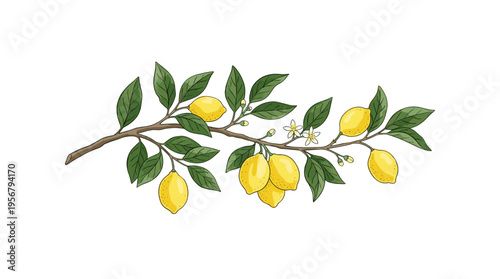 Lemon tree branch with fruit and flowers on white