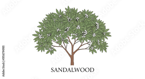 Sandalwood tree with green leaves.