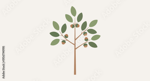Small tree with green leaves and olives.