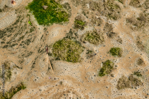 Green algae and foam on stagnant water surface