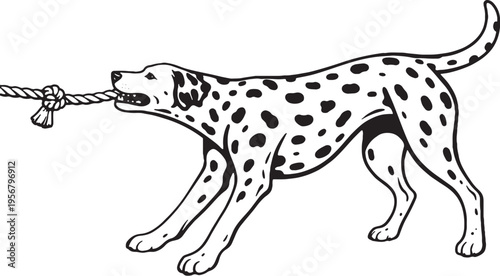 Dalmatian Tugging Rope Pull Stance Black and White Line Art Illustration