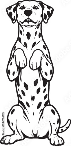 Dalmatian Sitting Beg Pose Front View Black and White Line Art