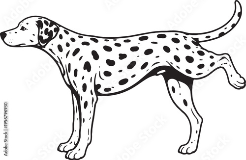 Dalmatian Marking Territory Leg Lift Black and White Line Art Illustration