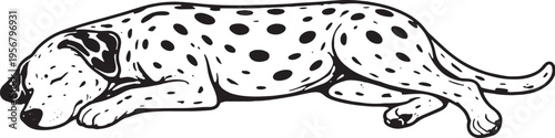 Dalmatian Sleeping on Side Relaxed Pose Black and White Line Art