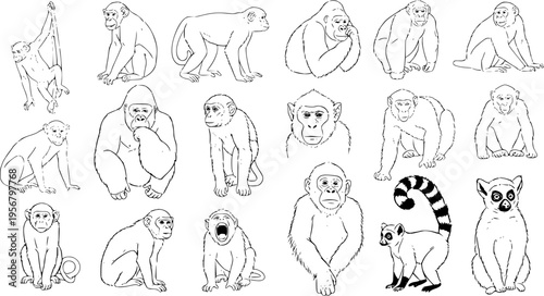 Detailed Black and White Line Art Collection of Diverse Primates: Monkeys, Apes (Gorillas), and Lemurs Posing in Various Ways on a Clean White Background.