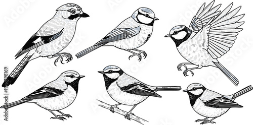 Bird Engraving Illustration Set with Detailed Sparrow Sketches, Vintage Wildlife Drawing, Hand Drawn Feather Texture, Nature Ornithology Art, and Realistic Animal Vector Collection