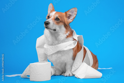 Fotografie Playful corgi sitting wrapped in white toilet paper with a roll in front on a bl