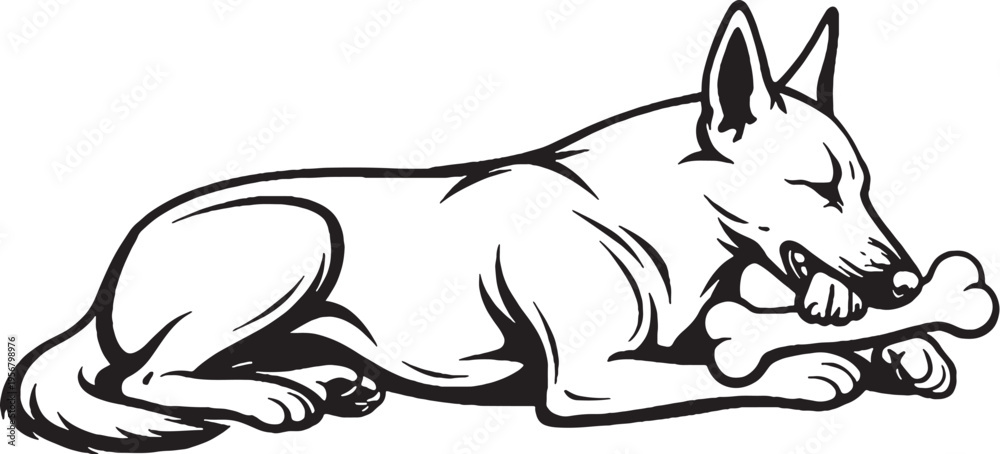 Fototapeta premium Belgian Malinois chewing bone lying down black and white line art illustration