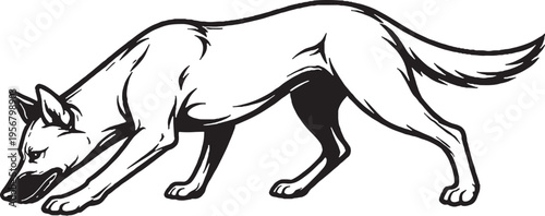 Belgian Malinois sniff tracking nose down black and white line art illustration