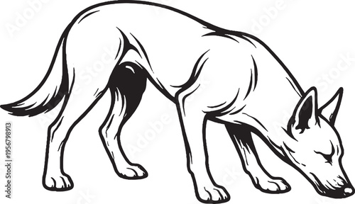Belgian Malinois drinking posture black and white line art illustration