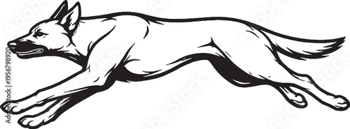Belgian Malinois running sprint side view black and white line art illustration