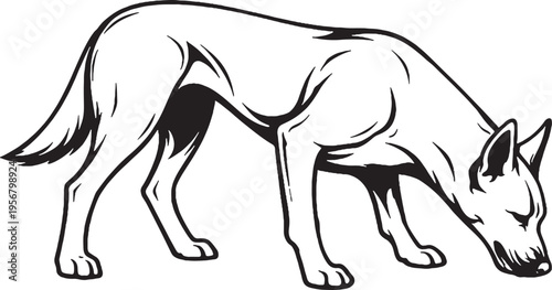 Belgian Malinois eating posture side view black and white line art illustration