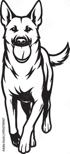 Belgian Malinois carrying ball fetch return black and white line art illustration