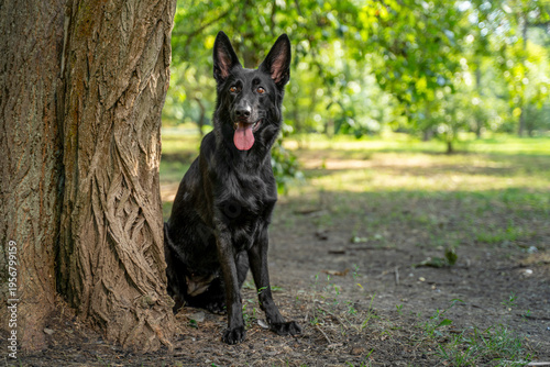Full body black german shepherd dog sitting beside a textured tree trunk in a park, ears upright and tongue out, looking at camera with green foliage, dirt ground, dappled sunlight and copy space