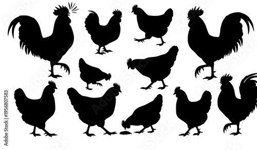 Stylized chicken silhouette collection with roosters and hens in dynamic farm bird arrangement for rustic design