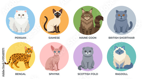 Vector illustration of various cat breeds in colorful circles on white background showing Persian, Siamese, Maine Coon, British Shorthair, Bengal, Sphynx, Scottish Fold, Ragdoll.