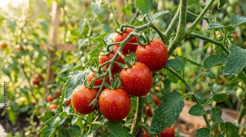 Ripe red tomatoes glistening with dew on a vine in a garden setting, ready for harvest