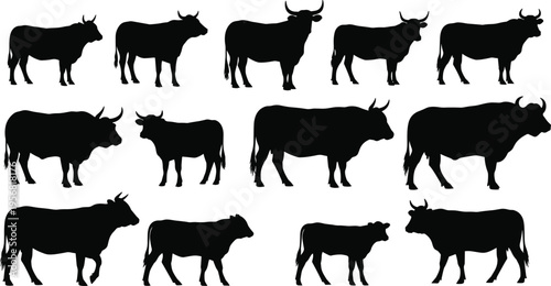 Black silhouette illustration of thirteen cows and bulls in various postures and horn shapes, artwork concept for livestock, farming, animal anatomy, rural life, and design projects