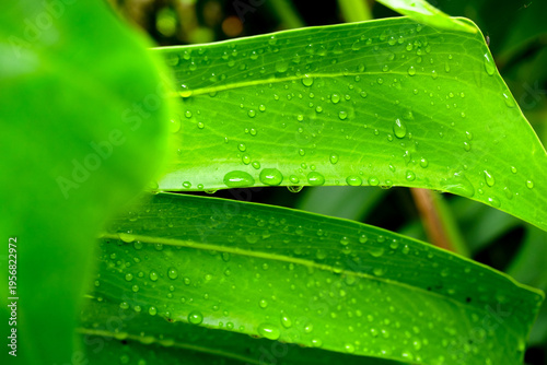Overlapping Green Tropical Leaves with Sparkling Raindrops in a Humid Environment