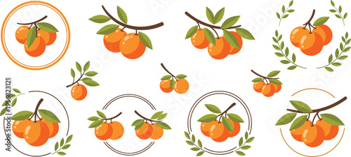 Orange Fruits with Leaves in Circular Designs for Organic and Fresh Food Illustrations