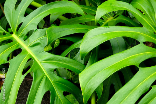 Monstera Deliciosa Tropical Plant Leaves Displaying Lush Green Foliage in Jungle Garden