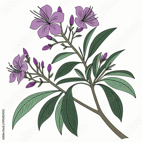 tibouchina jazzie flower