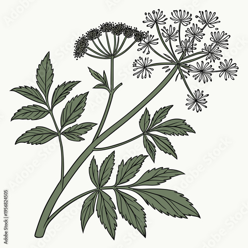 thalictrum tuberosum clone vector illusatration isolated on white background