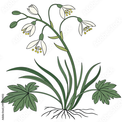 thalictrum tuberosum clone vector on white background