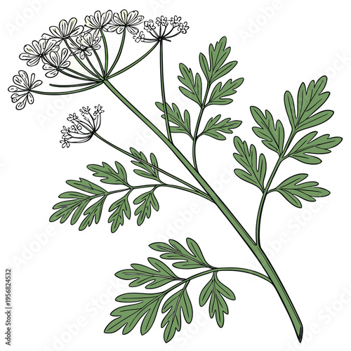 thalictrum tuberosum clone with branch