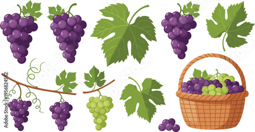 Fresh Purple and Green Grapes in a Basket with Vine Clusters and Leaves for Healthy and Organic Food Illustrations