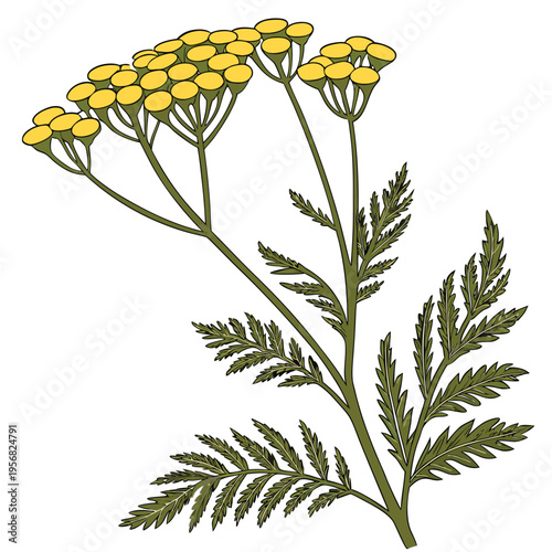 tansy yellow vector on white background