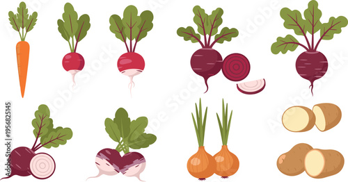 Fresh Vegetables Collection, Featuring Carrots, Beets, Potatoes, and Onions for Organic Farming and Healthy Eating Designs