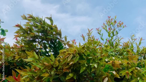 4K red shoot leaves with fresh rain droplets under blue sky, vibrant foliage and natural texture. Perfect for nature, garden, growth, background, ecology, and freshness themes.