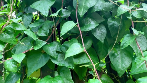 4K fresh green vine leaves with water droplets after rain, natural texture and vibrant foliage. Perfect for nature, background, ecology, freshness, garden, and wellness themes.