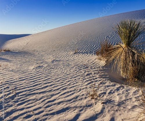 Lone Yucca Cactus on The White Sand Dunes at The Backcountry Camping Area, White Sands National Park, New Mexico, USA