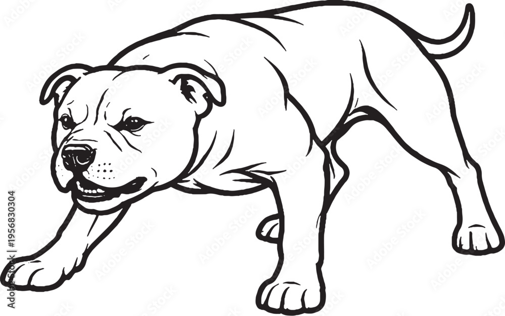Fototapeta premium Staffordshire Bull Terrier Growling Low Guard Stance Black and White Line Art Vector