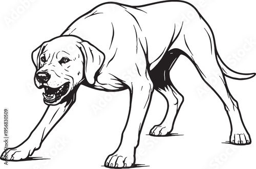 Great Dane Growling Low Guard Stance Black and White Line Art Illustration