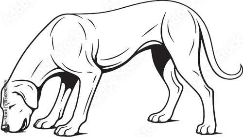 Great Dane Drinking Posture Black and White Line Art Illustration