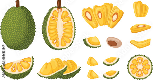 Jackfruit Vector Set with Whole Fruit, Cut Sections, Pods and Seeds for Tropical Food Illustration, Organic Ingredient Design and Exotic Fruit Collection