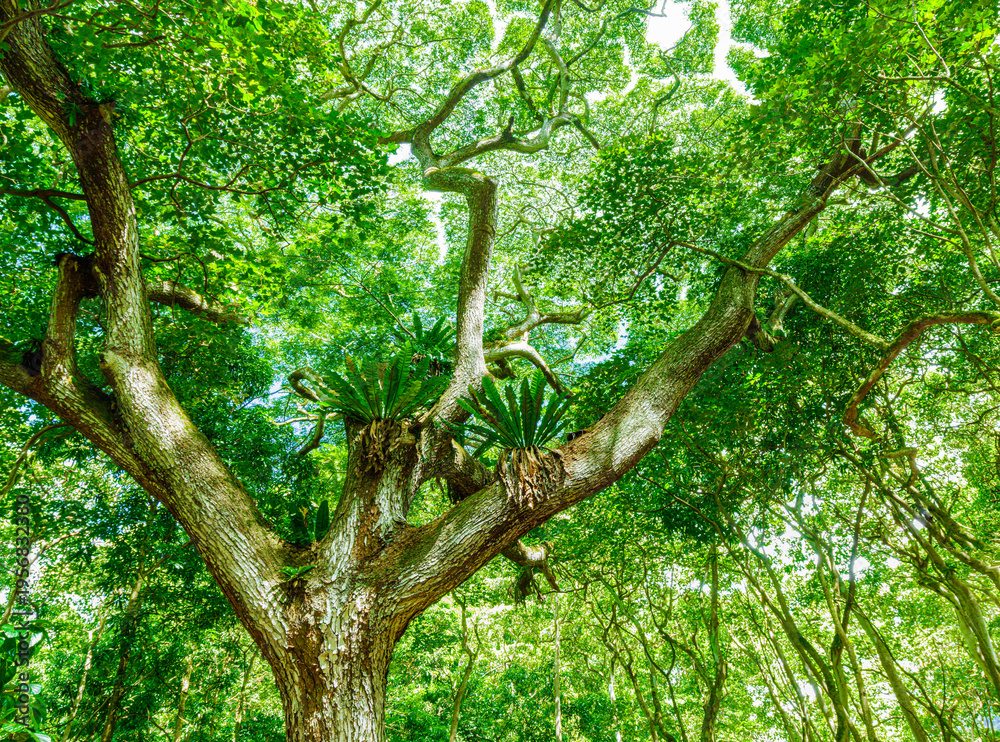 Fototapeta premium The Dense Tropical Rainforest of Halawa Valley Molokai, Hawaii, USA